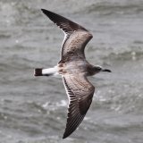 Wilson's Storm Petrel