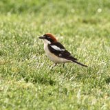 Woodchat Shrike