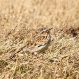 Woodlark