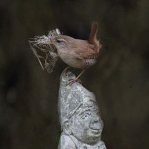Wren feathering its nest.