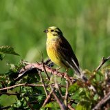 Yellowhammer