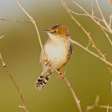 Zitting Cisticola