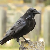 Raven