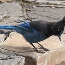 Stella's Jay