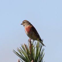 Linnet - Algarve, Portugal.