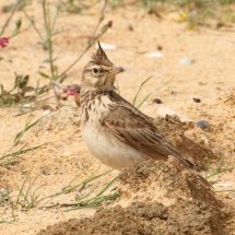 Crested Lark