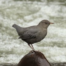 American Dipper