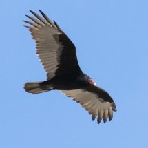 Turkey Vulture