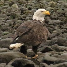 Bald Eagle