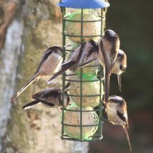 Long Tailed Tits