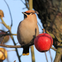 Waxwing
