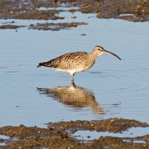 Whimbrel