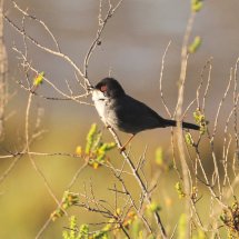 Sardinian Warbler