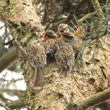 Brood of Treecreepers