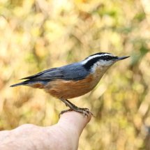 Red Breasted Nuthatch