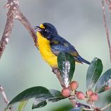 Yellow throated Euthonia