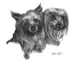 Two Yorkies