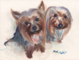 Two Yorkshire Terriers