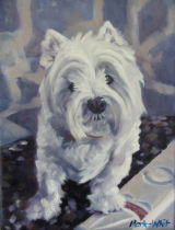 Holly the Westie