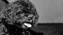 Allbreeds Fun Dog Show - 2nd September 2018