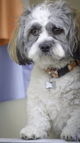 Albie