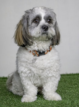 Albie