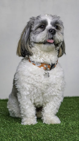Albie