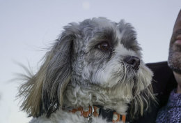 Albie
