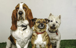 Albus, Maggie and Mabel