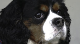Archie