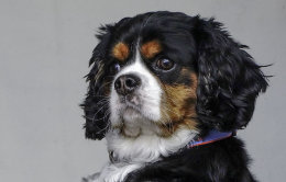 Archie