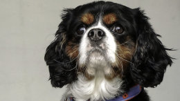 Archie