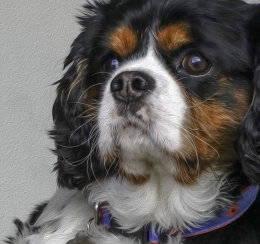 Archie