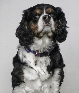 Archie
