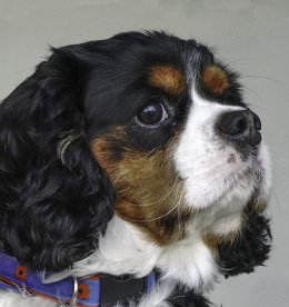 Archie