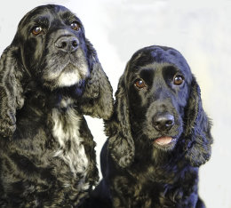 Allbreeds Dog Grooming - November 2017