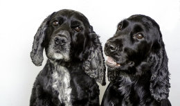 Buddy and Billie