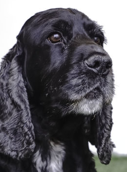 Buddy
