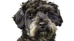 Dudley