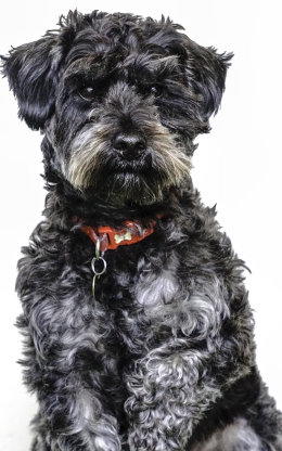 Dudley