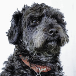 Dudley