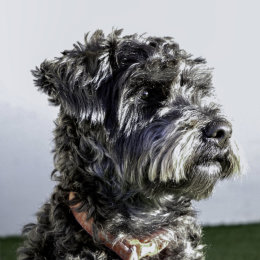 Dudley