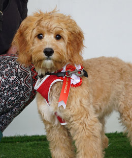 Bertie