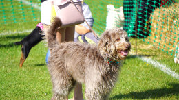 Bertie