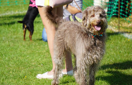 Bertie