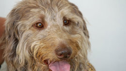 Bertie