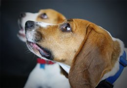Buddy and Patch