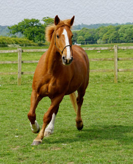 Cedric