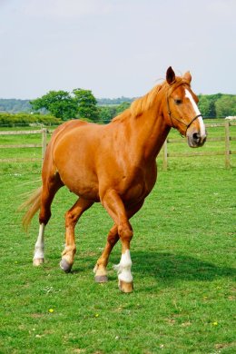 Cedric