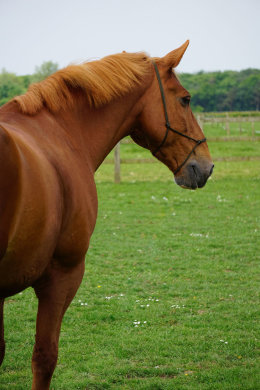 Cedric